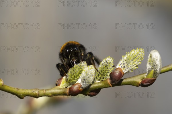 Buff tailed bumblebee (Bombus terrestris) adult bee insect feeding on Goat or Pussy willow (Salix caprea) yellow flowers in spring, England, United Kingdom