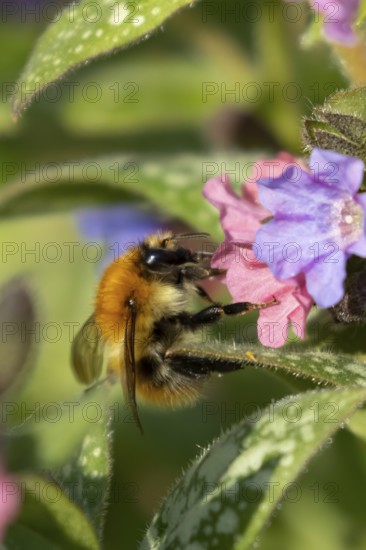 Common carder bumblebee (Bombus pascuorum) adult bee insect feeding on a garden Pulmonaria or Lungwort purple flowers in spring, England, United Kingdom