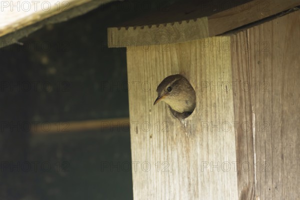 European wren (Troglodytes troglodytes) adult garden bird looking out from a nest box in spring, England, United Kingdom