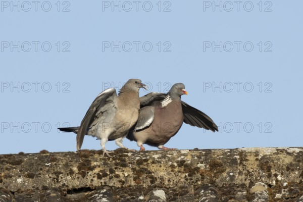 Wood pigeon (Columba palumbus) juvenile baby squab bird begging for food from an adult bird on a house roof in summer, England, United Kingdom