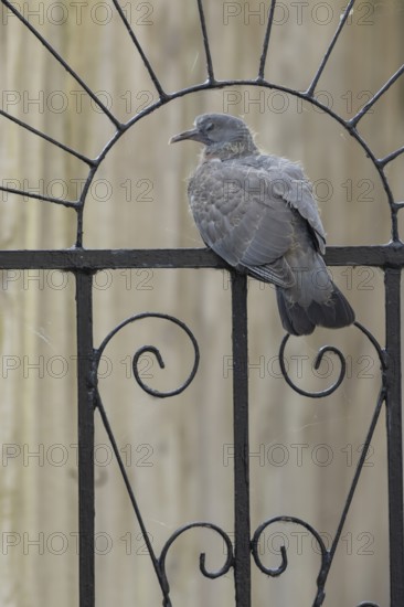 Wood pigeon (Columba palumbus) juvenile baby squab bird on a metal garden gate in summer, England, United Kingdom