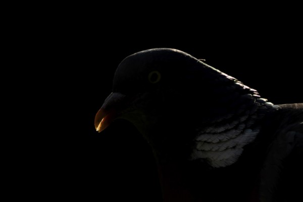Wood pigeon (Columba palumbus) adult garden bird head portrait backlit, England, United Kingdom