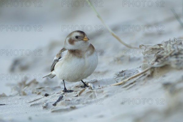 Snow bunting (Plectrophenax nivalis) adult bird on a beach in winter, England, United Kingdom