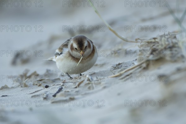 Snow bunting (Plectrophenax nivalis) adult bird feeding on a beach in winter, England, United Kingdom