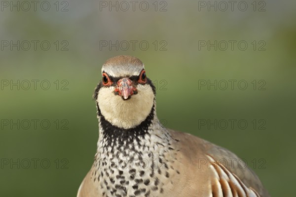 Red legged or French partridge (Alectoris rufa) adult bird head portrait, England, United Kingdom