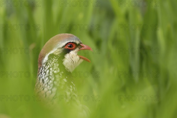 Red legged or French partridge (Alectoris rufa) adult bird calling, England, United Kingdom