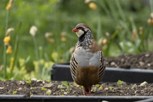 Red legged or French partridge (Alectoris rufa) adult bird on a garden raised vegetable bed in spring, England, United Kingdom