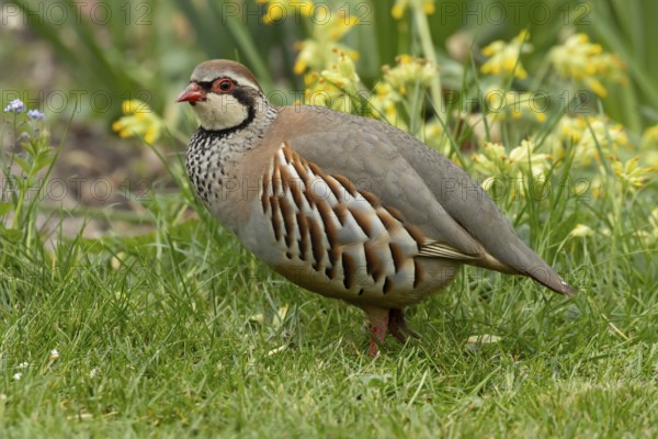 Red legged or French partridge (Alectoris rufa) adult bird on a garden grass lawn in spring, England, United Kingdom