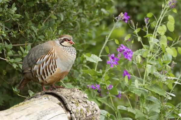 Red legged or French partridge (Alectoris rufa) adult bird in a garden in spring, England, United Kingdom