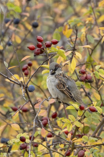 House sparrow (Passer domesticus) adult male bird preening in a hedgerow amongst autumn leaves and berries, England, United Kingdom