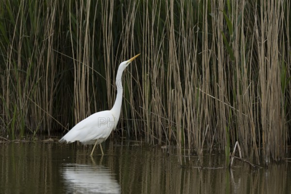 Great white egret (Ardea alba) adult bird in water next to a reedbed, England, United Kingdom