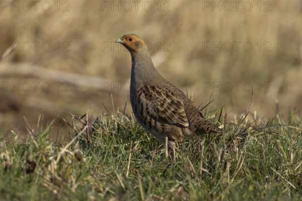 Grey or English partridge (Perdix perdix) adult bird on a farmland field, England, United Kingdom