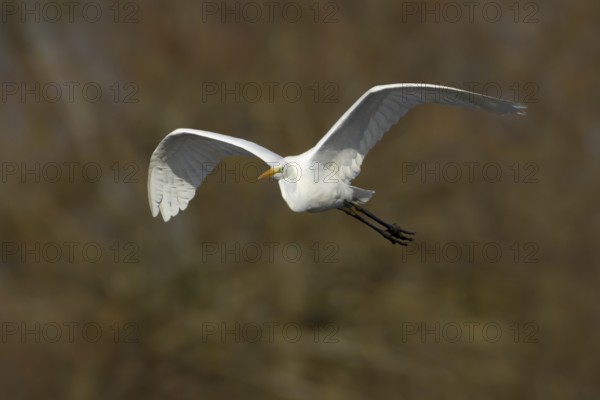 Great white egret (Ardea alba) adult bird in flight, England, United Kingdom