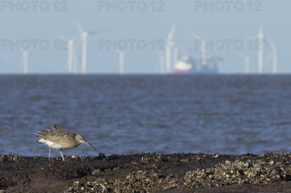 Eurasian curlew (Numenius arquata) adult wading bird feeding on a coastline with turbines of an off shore wind farm in the background, England, United Kingdom