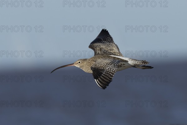Eurasian curlew (Numenius arquata) adult wading bird in flight along a coastline, England, United Kingdom