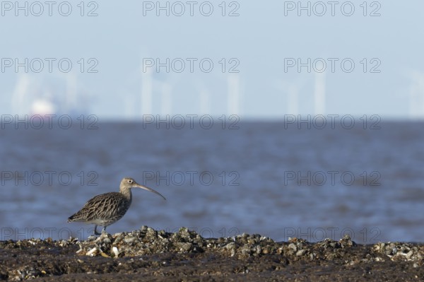 Eurasian curlew (Numenius arquata) adult wading bird on a coastline with turbines of an off shore wind farm in the background, England, United Kingdom