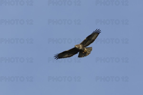 Common buzzard (Buteo buteo) adult bird of prey in flight, England, United Kingdom