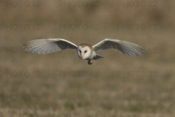Barn owl (Tyto alba) adult bird of prey hunting in flight over grassland, England, United Kingdom