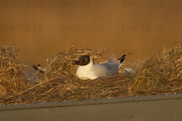 Black headed gull (Chroicocephalus ridibundus) adult bird on a nest on a hide roof, RSPB Titchwell nature reserve, Norfolk, England, United Kingdom