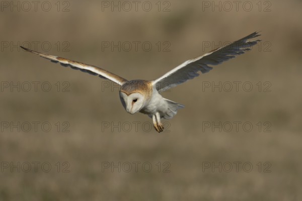 Barn owl (Tyto alba) adult bird of prey hovering in flight, England, United Kingdom