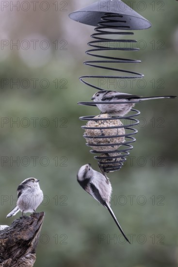 Long-tailed tits (Aegithalos caudatus) at the tit dumpling, Emsland, Lower Saxony, Germany