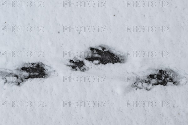 Track of nutria (Myocastor coypus) in the snow, Emsland, Lower Saxony, Germany