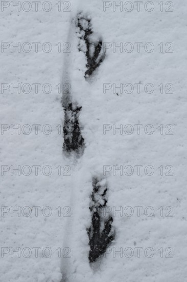Track of nutria (Myocastor coypus) in the snow, Emsland, Lower Saxony, Germany