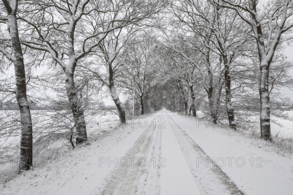 English oak avenue (Quercus robur) in the snow, Emsland, Lower Saxony, Germany