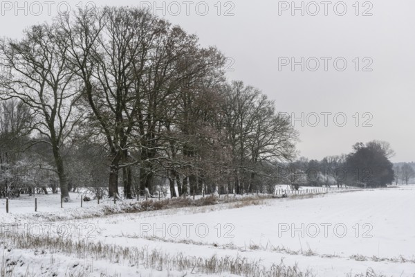 Winter landscape with oaks (Quercus robur), Emsland, Lower Saxony, Germany