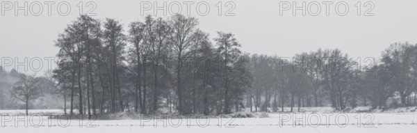 Winter landscape with black alder (Alnus glutinosa), Emsland, Lower Saxony, Germany