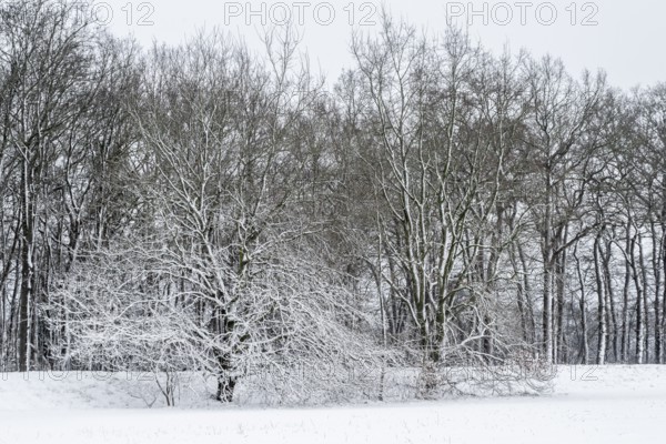 Winter landscape with black alders (Alnus glutinosa) and oaks (Quercus robur), Emsland, Lower Saxony, Germany