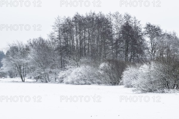 Winter landscape with black alders (Alnus glutinosa) and willows (Salix), Emsland, Lower Saxony, Germany