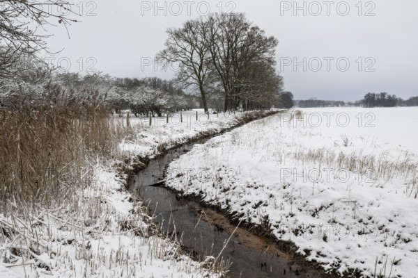 Winter landscape, oaks (Quercus robur) by a ditch, Emsland, Lower Saxony, Germany