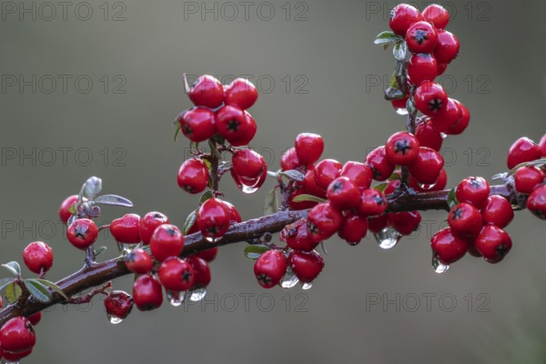 Cotoneaster horizontalis, Emsland, Lower Saxony, Germany