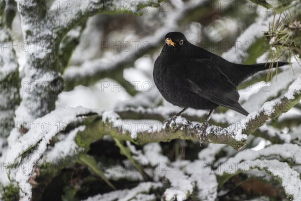 Blackbird (Turdus merula) in a snow-covered pine tree, Emsland, Lower Saxony, Germany