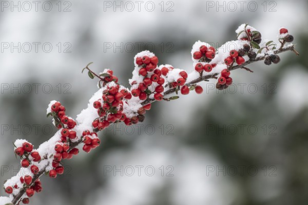 Cotoneaster horizontalis in the snow, Emsland, Lower Saxony, Germany