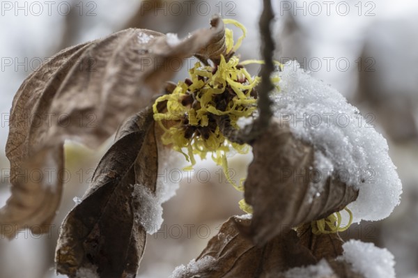 Witch hazel (Hamamelis mollis Pallida) in the snow, Emsland, Lower Saxony, Germany