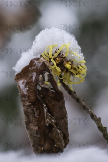 Witch hazel (Hamamelis mollis Pallida) in the snow, Emsland, Lower Saxony, Germany