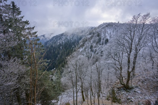 Wintery hill with frost-covered trees and fog over the peaks, winter, Col de la Schlucht, Le Valtin, Vosges, France