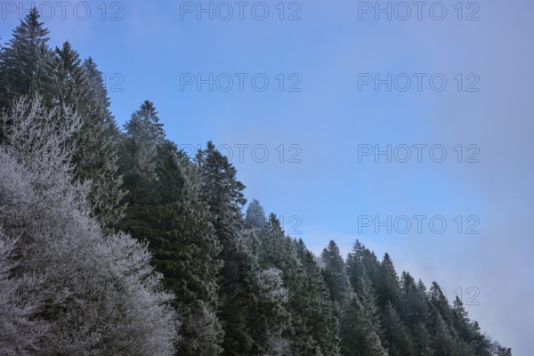 Frost-covered fir trees under clear blue sky in a wintry landscape, winter, Col de la Schlucht, Le Valtin, Vosges, France