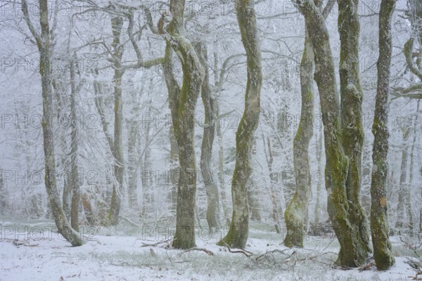Snowy tree trunks in foggy winter forest, cool and quiet, European beech, winter, Hohneck, La Bresse, Vosges, France
