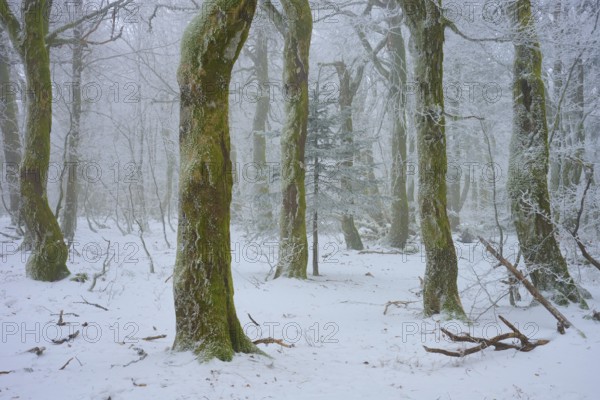 Snowy forest with prominent tree trunks, quiet scenery, European beech, winter, Hohneck, La Bresse, Vosges, France