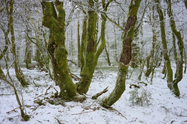 Wintery forest floor with branched trees, quiet atmosphere, European beech, winter, Hohneck, La Bresse, Vosges, France