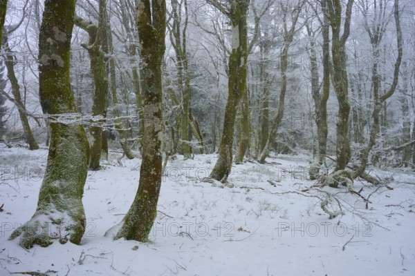 Quiet winter forest with snow-covered trees, European beech, winter, Hohneck, La Bresse, Vosges, France