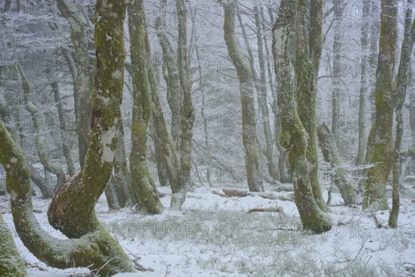 Snowy forest with mystical flair due to foggy conditions, European beech, winter, Hohneck, La Bresse, Vosges, France