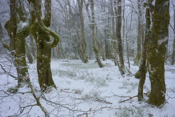 Winter forest with snow-covered ground, peaceful atmosphere, European beech, winter, Hohneck, La Bresse, Vosges, France
