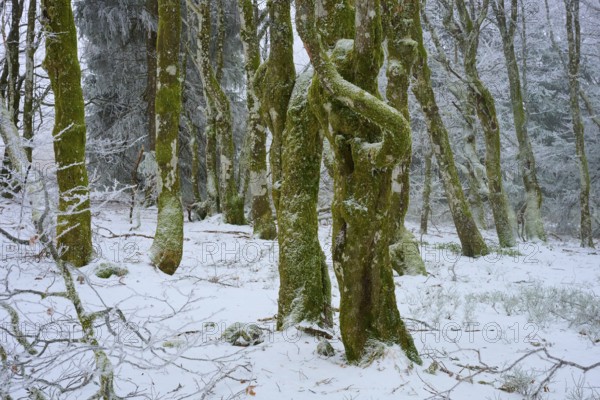Snowy trees in frosty winter forest, quiet environment, European beech, winter, Hohneck, La Bresse, Vosges, France