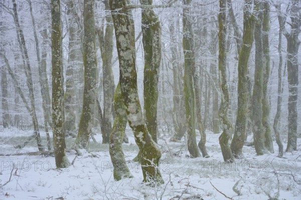 Wintery forest with snowy trees and foggy atmosphere, European beech, winter, Hohneck, La Bresse, Vosges, France