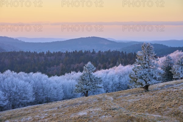 Frozen hilly landscape in soft shades of blue and pink at dusk, winter, Route de Cretes, Hohneck, La Bresse, Vosges, France