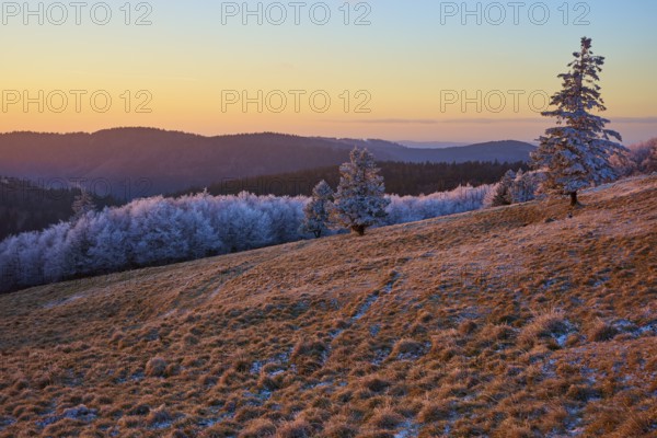 Snow-covered landscape with trees in evening light and peaceful sunset, winter, Route de Cretes, Hohneck, La Bresse, Vosges, France